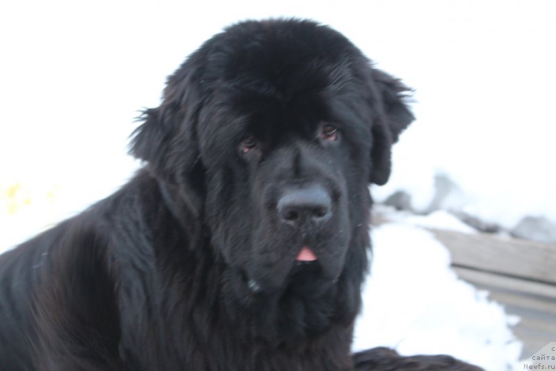 Фото: ньюфаундленд Даймонд Кинг