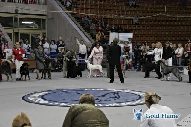 Фото: ньюфаундленд Жолли Вандерфулл из Медвежьего Яра (Zholli Wonderfull iz Medvejyego Yara)