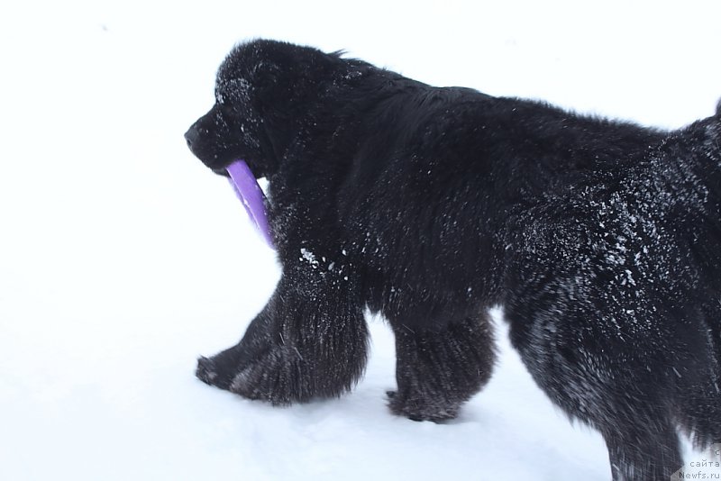 Фото: ньюфаундленд Аллегианс Брайт Проспект
