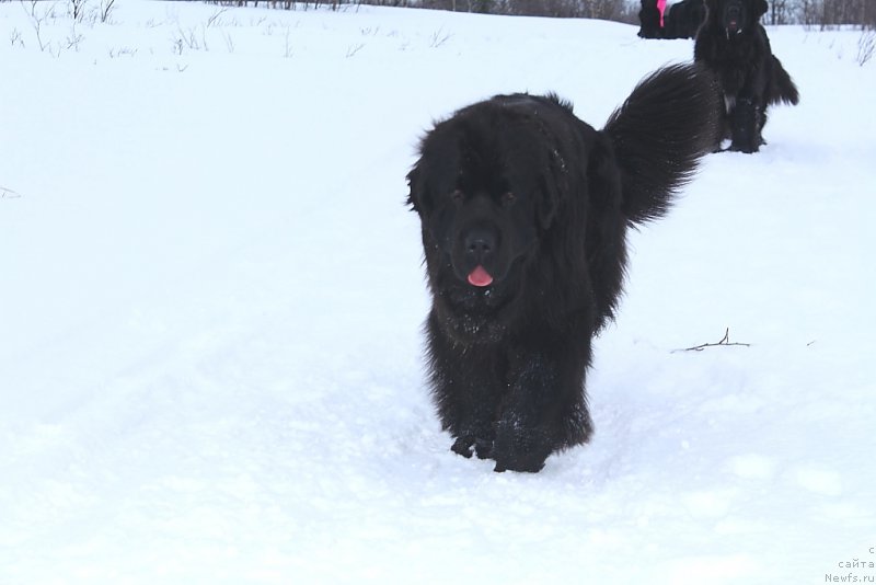 Фото: ньюфаундленд Анабелле Квин оф зэ Моунтайнс