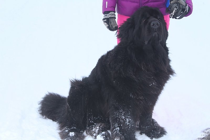 Фото: ньюфаундленд Янтарная Мечта