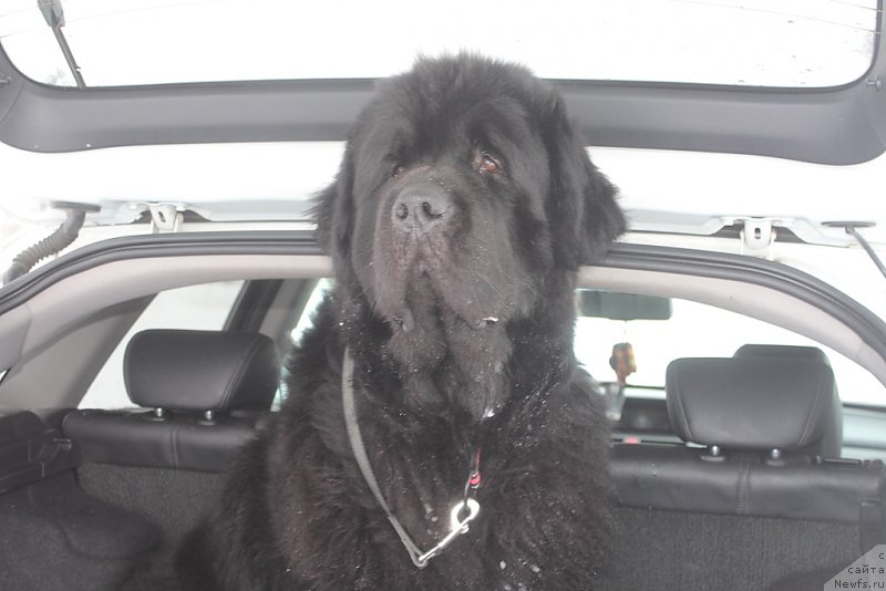 Фото: ньюфаундленд Аллегианс Брайт Проспект