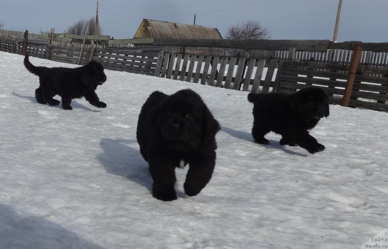 Фото: ньюфаундленд Ньюфорт Царская Дочь