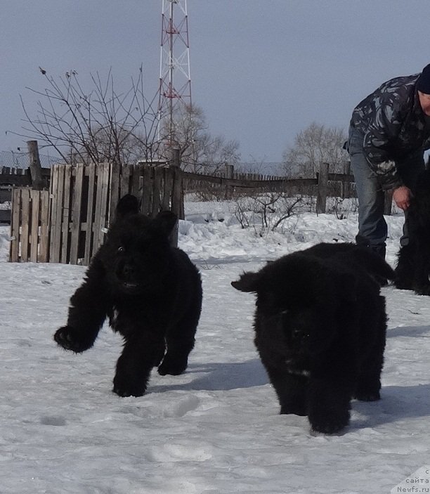 Фото: ньюфаундленд Ньюфорт Царская Дочь