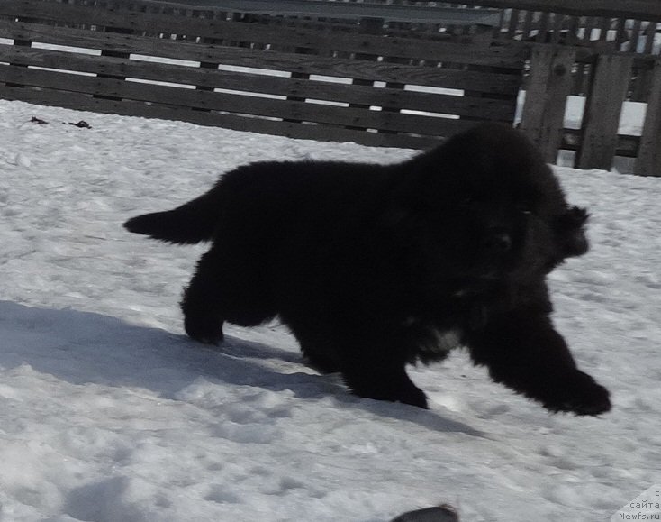 Фото: ньюфаундленд Ньюфорт Царская Дочь