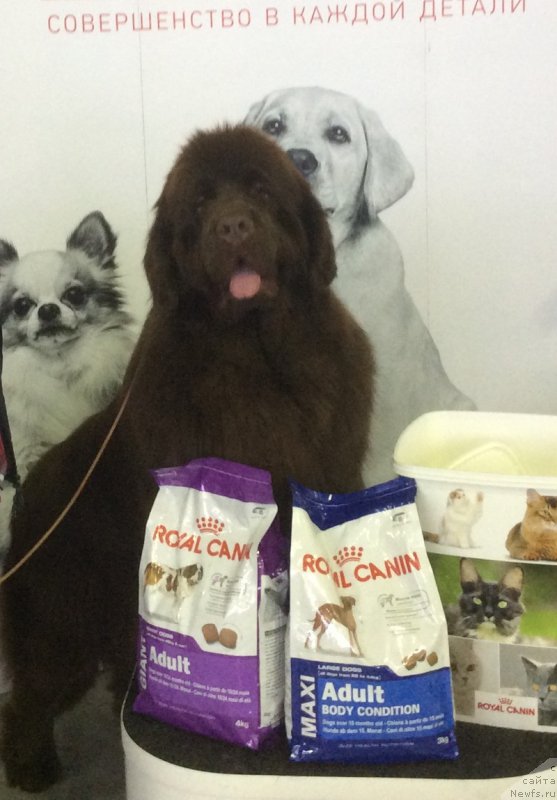 Фотография № 221995