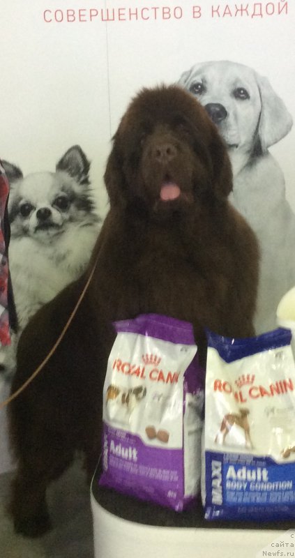 Фото: ньюфаундленд Фанньюф Авалон (Funnewf Avalon)