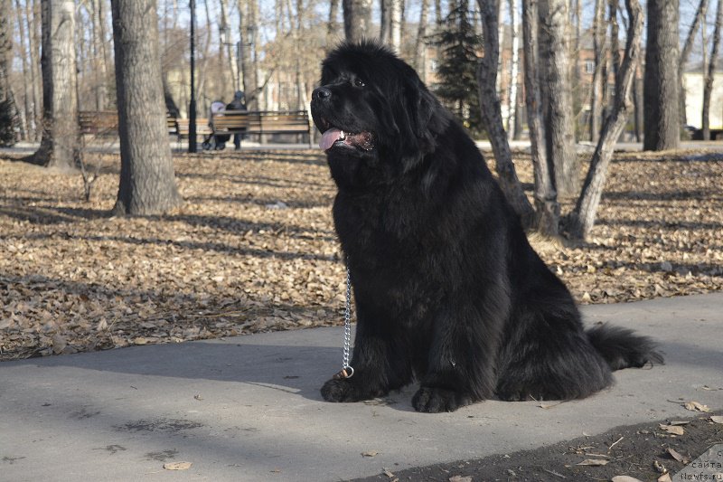 Фотография № 222001