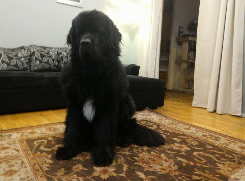 Фотография № 222008