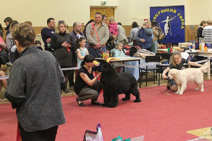 Фото: ньюфаундленд Ифиджения с Берега Дона (Ifidzheniya s Berega Dona)