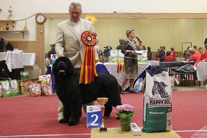 Фото: ньюфаундленд Жоржетта с Берега Дона (Zhorzhetta s Berega Dona)