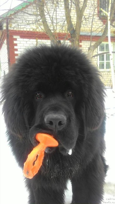 Фото: ньюфаундленд Супер Премиум Царь Баловень