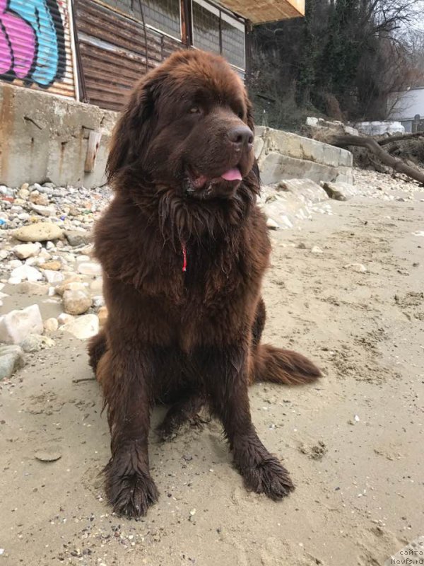 Фото: ньюфаундленд Браунблад МСК Хэппи Тедди (Brownblood MSK Happy Teddy)