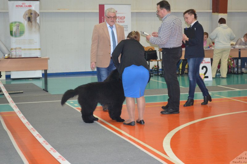 Фото: ньюфаундленд Ньюфорт Император