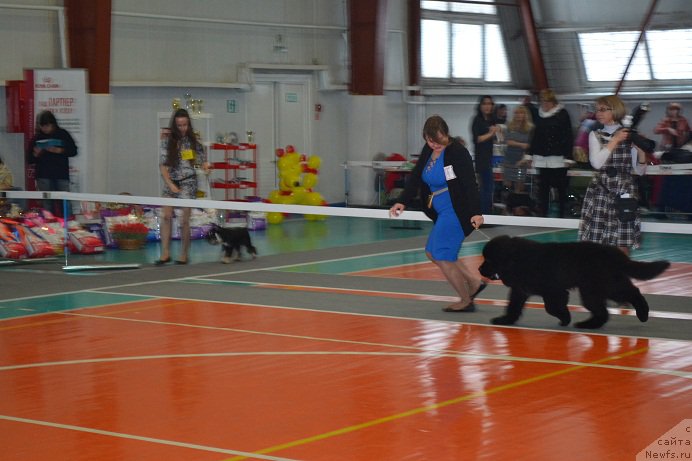 Фото: ньюфаундленд Ньюфорт Император