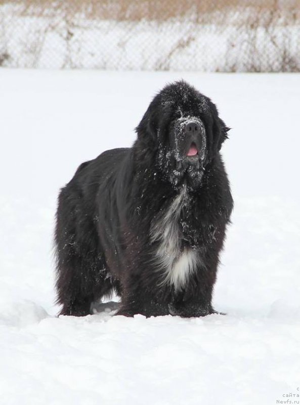 Фото: ньюфаундленд Promise To Love Midnight Bear