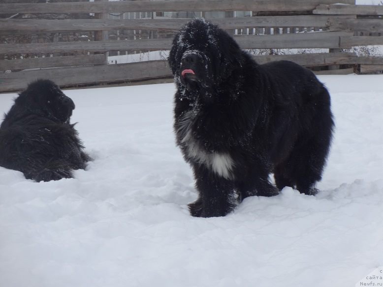 Фото: ньюфаундленд Promise To Love Midnight Bear