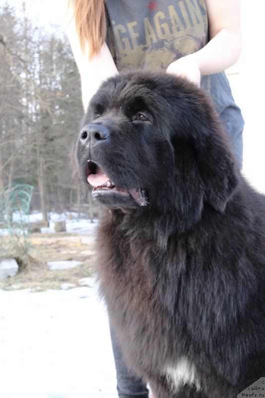 Фото: ньюфаундленд Callistos Black Tulip