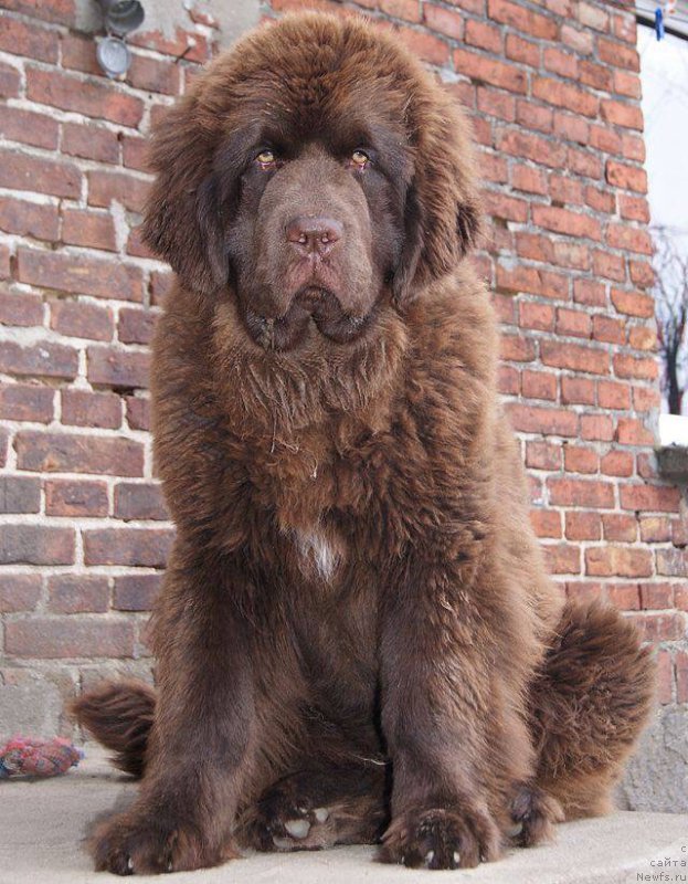 Фото: ньюфаундленд Браунблад МСК Армата Лойар Аид (Brownblood MSK Armata Loyar Aid)