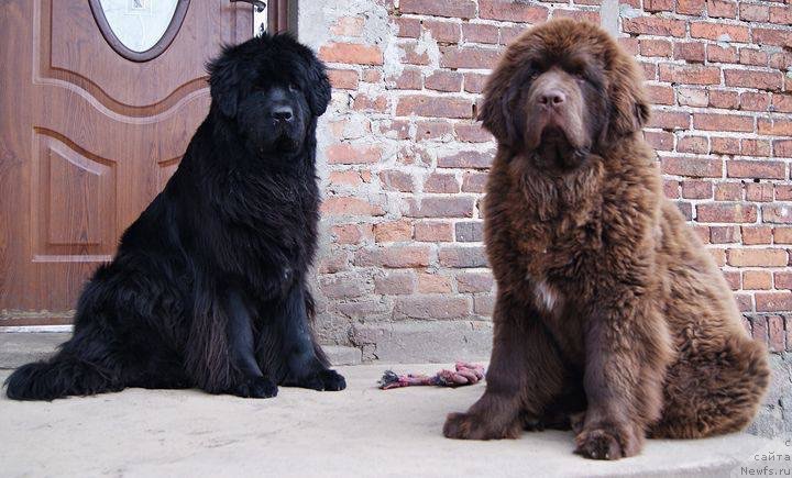 Фото: ньюфаундленд Браунблад МСК Армата Лойар Аид (Brownblood MSK Armata Loyar Aid)