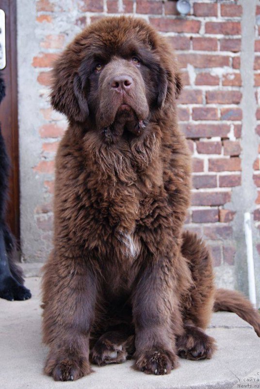 Фото: ньюфаундленд Браунблад МСК Армата Лойар Аид (Brownblood MSK Armata Loyar Aid)