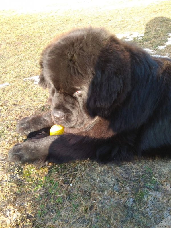 Фото: ньюфаундленд Перун из Антаграда (Perun is Antagrada)