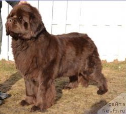 Фото: ньюфаундленд Maduros French Kiss