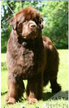 Фото: ньюфаундленд Embers Eyes de l´Etoile de Cyrice