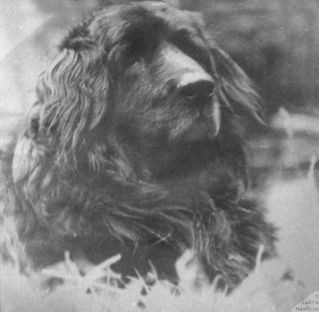 Фото: ньюфаундленд Pontus von Mar Bella (Понтус фон Мар Белла)