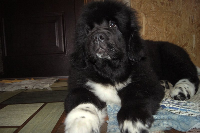 Фотография № 222076