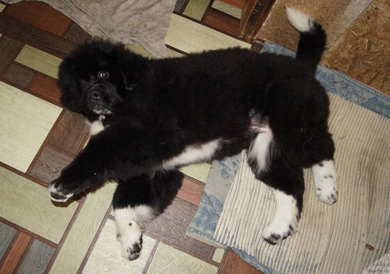 Фотография № 222077