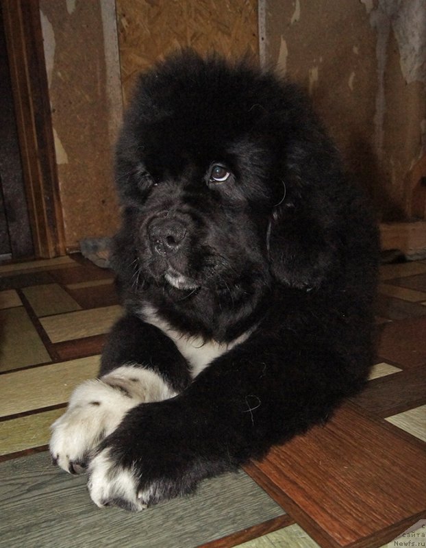 Фотография № 222079