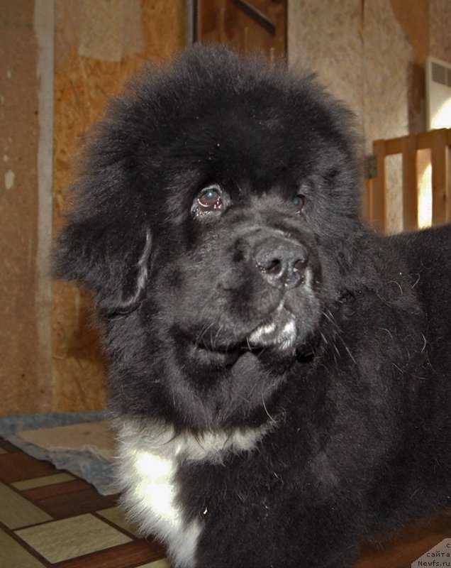 Фотография № 222080