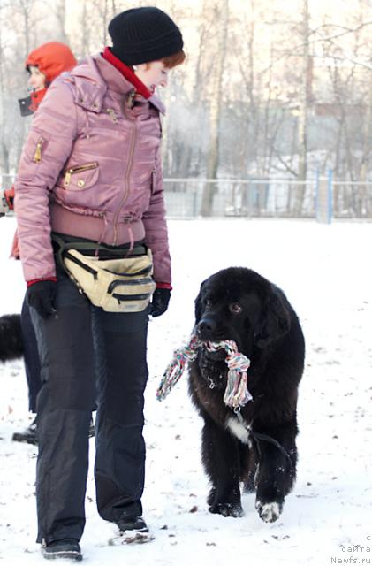 Фото: ньюфаундленд Жемчуг Гранд из Уникальной Коллекции