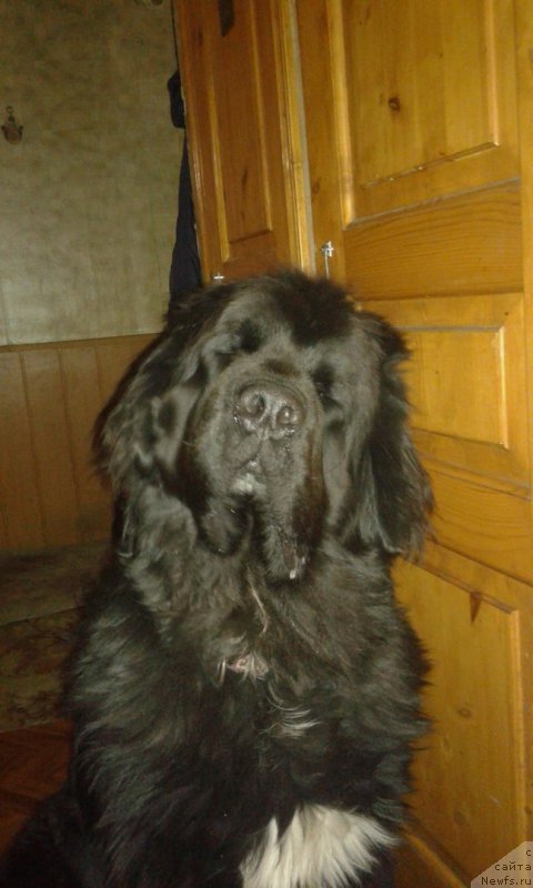 Фото: [d13655] и [d8163]. Однопометник [d13657] и  [d13656]