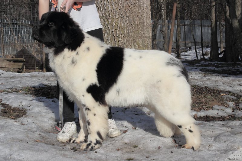 Фото: ньюфаундленд Елана Роксалана Хиртс оф Лове