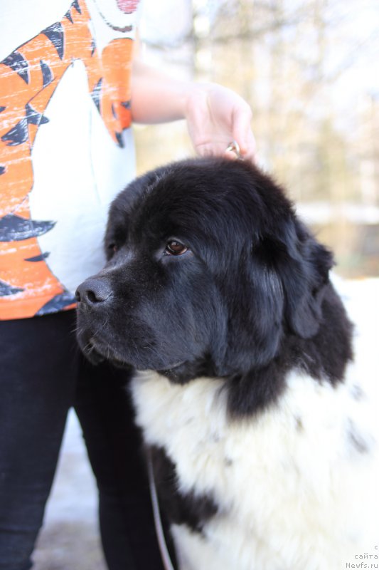 Фото: ньюфаундленд Елана Роксалана Хиртс оф Лове