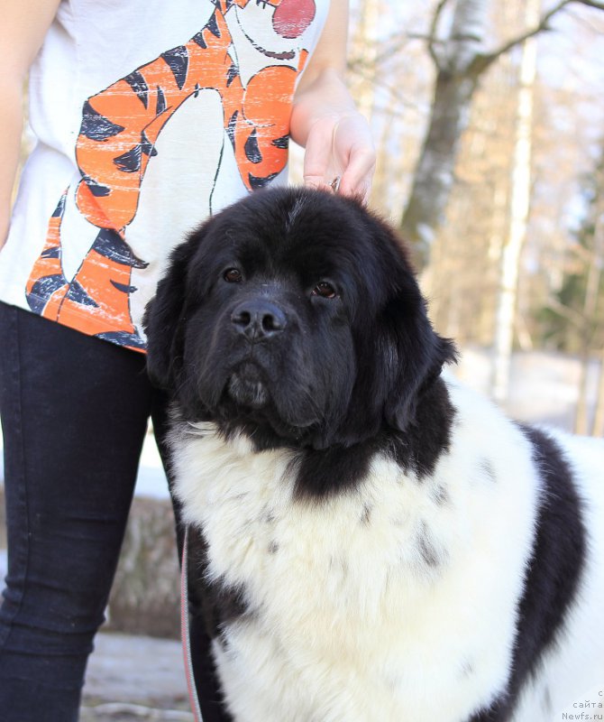 Фото: ньюфаундленд Елана Роксалана Хиртс оф Лове