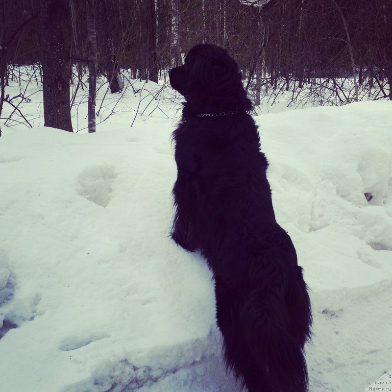 Фото: ньюфаундленд Аделина Благородная Львица
