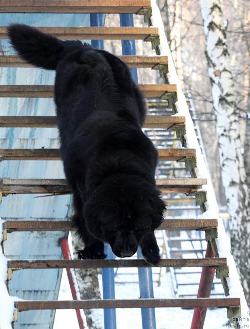 Фото: ньюфаундленд Масяня Гранд Бэби
