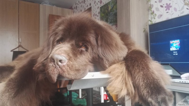 Фотография № 222111