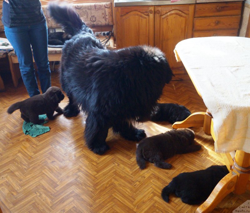 Фото: ньюфаундленд Чарующий Чезарио (Charuyuschiy Chezario)