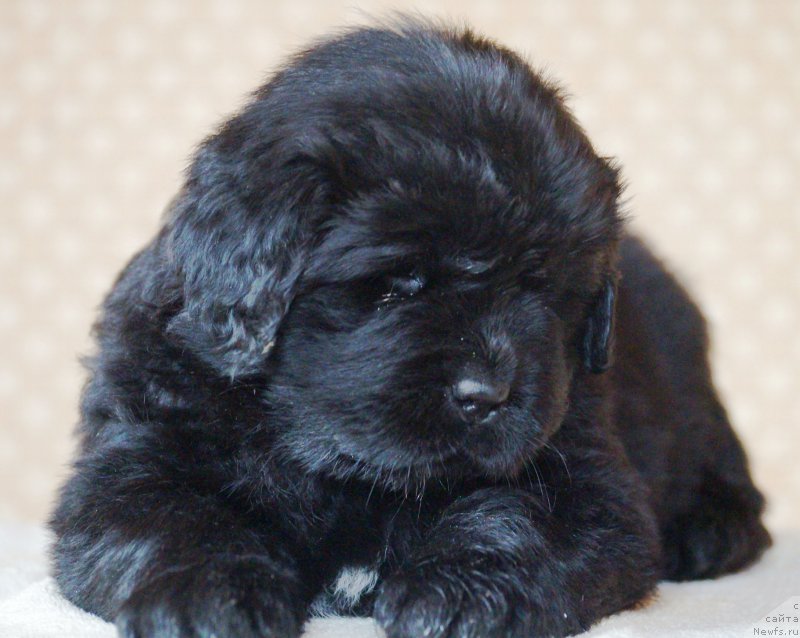 Фотография № 222114