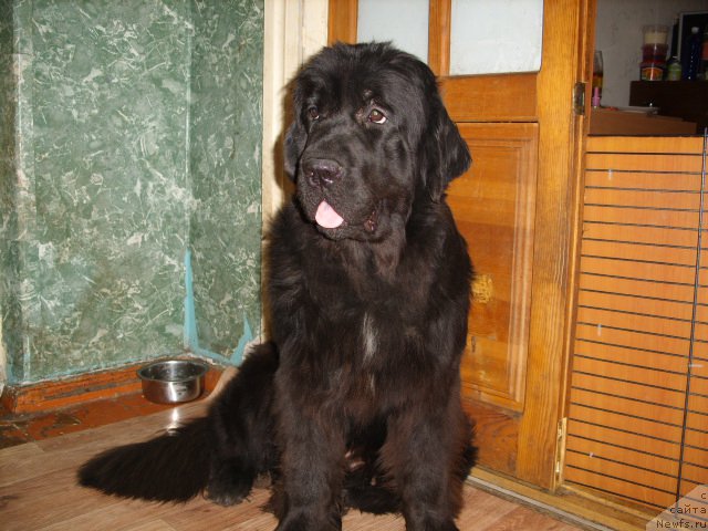 Фото: ньюфаундленд Экселент Бьюти