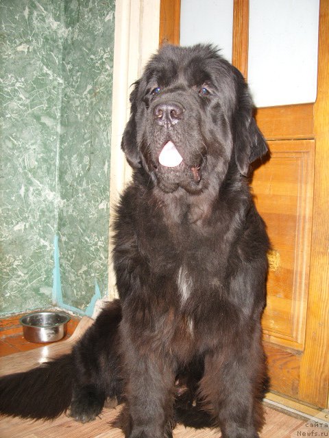 Фото: ньюфаундленд Экселент Бьюти