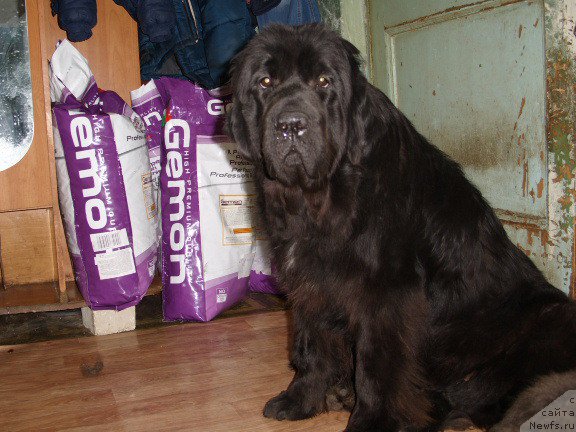 Фото: ньюфаундленд Экселент Бьюти