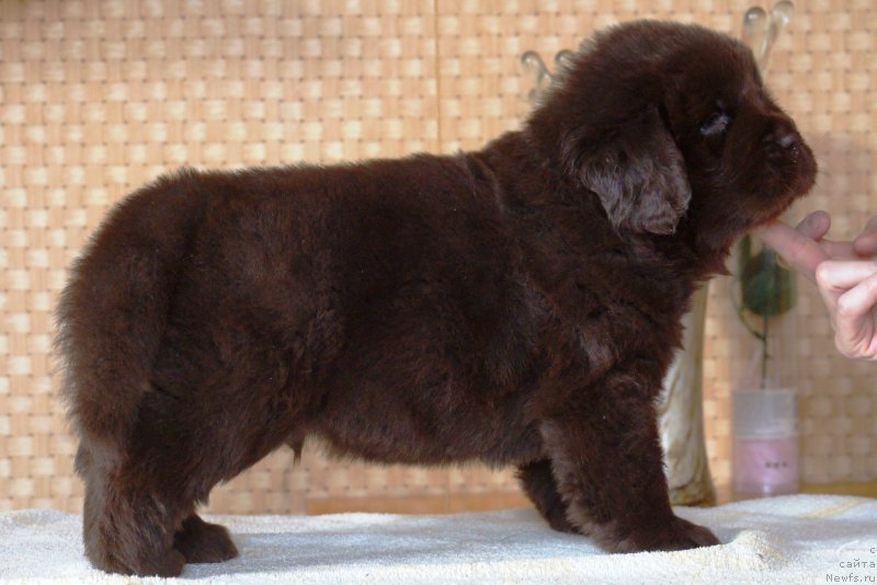 Фото: ньюфаундленд Апофеоз Богов Зевс