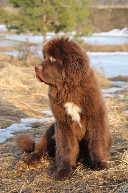 Фото: ньюфаундленд Браунблад МСК Абрамс-Стронг (Brownblood MSK Abrams-Strong)