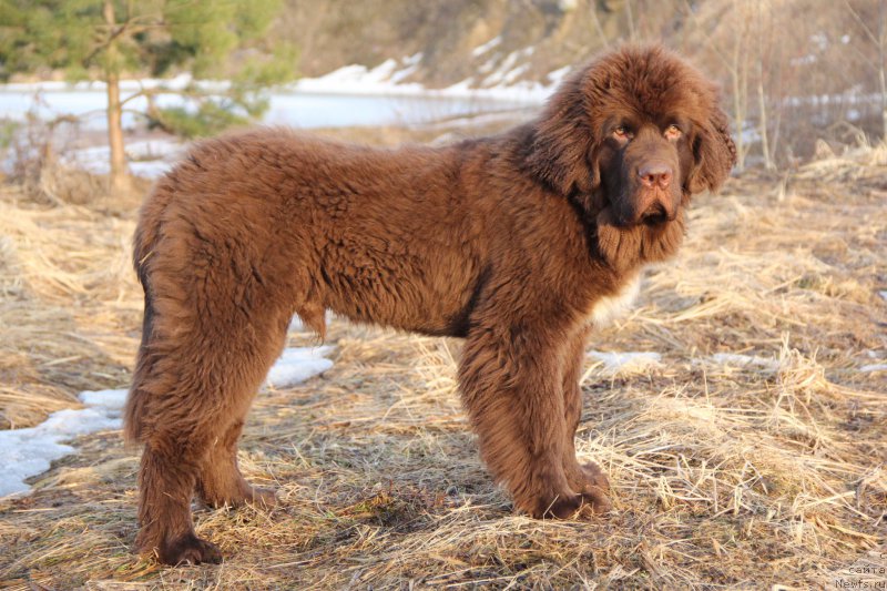 Фото: ньюфаундленд Браунблад МСК Абрамс-Стронг (Brownblood MSK Abrams-Strong)