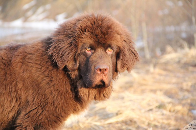 Фото: ньюфаундленд Браунблад МСК Абрамс-Стронг (Brownblood MSK Abrams-Strong)